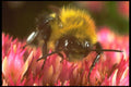 240074 Bumblebee on a Stonecrop flower A4 Photo Print