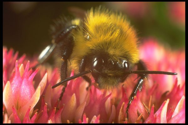 240074 Bumblebee on a Stonecrop flower A4 Photo Print
