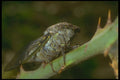 240075 Cicada A4 Photo Print