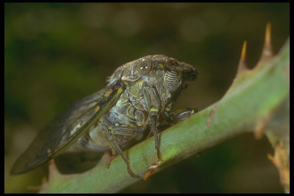 240075 Cicada A4 Photo Print