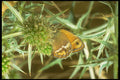 240076 Butterfly A4 Photo Print