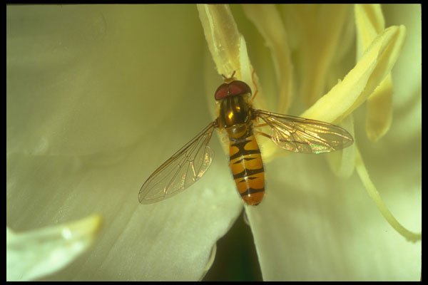 240077 Flower Fly in a lily A4 Photo Print