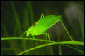 240078 Grasshopper A4 Photo Print