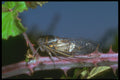 240079 Cicada A4 Photo Print
