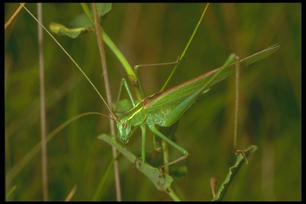 240080 Grasshopper A4 Photo Print