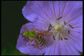 240081 Halictus Bee A4 Photo Print