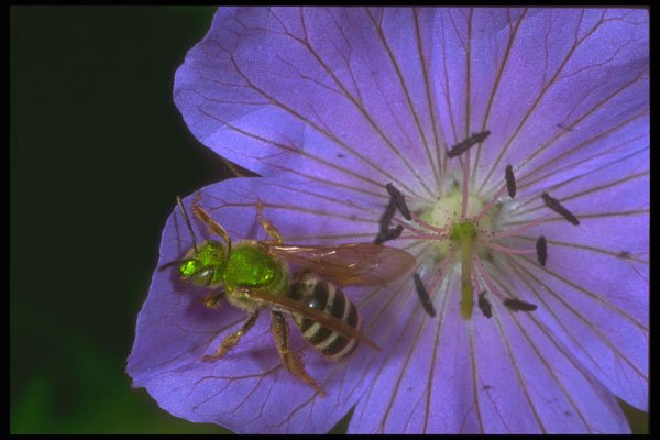 240081 Halictus Bee A4 Photo Print
