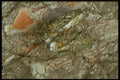 240082 Cicada, mating A4 Photo Print
