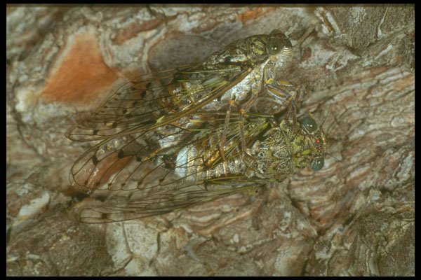 240082 Cicada, mating A4 Photo Print