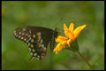 240083 Black Swallowtail A4 Photo Print