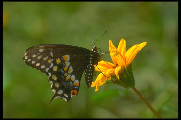 240083 Black Swallowtail A4 Photo Print