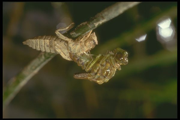 240084 Metamorphosis of a Dragonfly A4 Photo Print