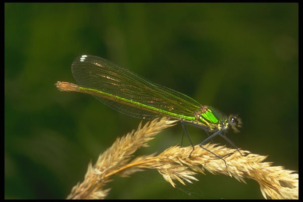 240085 Damsel Fly A4 Photo Print