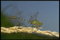 240086 Dragonfly A4 Photo Print