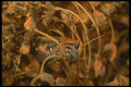 240087 Locust mimesis A4 Photo Print