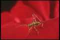 240088 Grasshopper on a rose A4 Photo Print