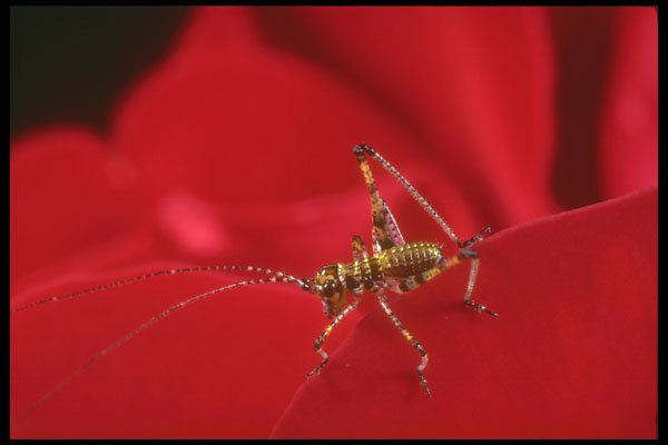 240088 Grasshopper on a rose A4 Photo Print