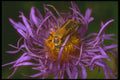 240089 Common Soldier Beetle A4 Photo Print