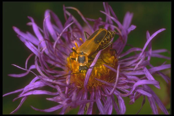 240089 Common Soldier Beetle A4 Photo Print