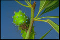 240090 Caterpillar A4 Photo Print