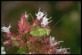 240091 Grasshopper A4 Photo Print