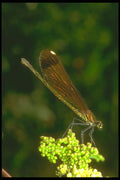 240092 Damsel Fly A4 Photo Print