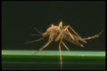 240093 Mosquito A4 Photo Print