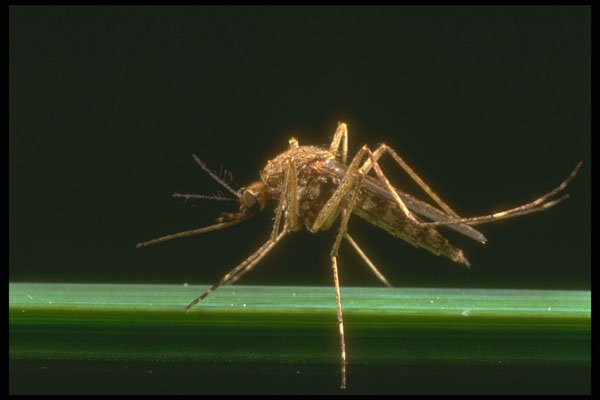 240093 Mosquito A4 Photo Print