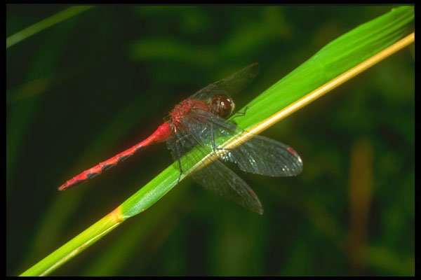 240094 Dragonfly A4 Photo Print