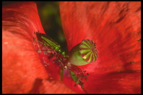 240095 Oedemere on a red poppy A4 Photo Print