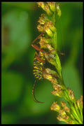 240097 Locust Borer A4 Photo Print
