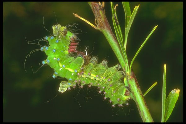 240098 Caterpillar A4 Photo Print