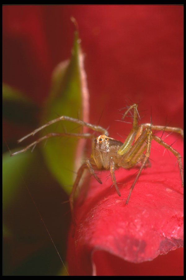 240099 Spider on a rose A4 Photo Print