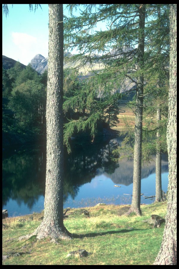 241041 Blea Tarn And Langdale Pikes, Lake District, England A4 Photo Print