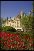242002 Red Tulips And Chateau Laurier A4 Photo Print