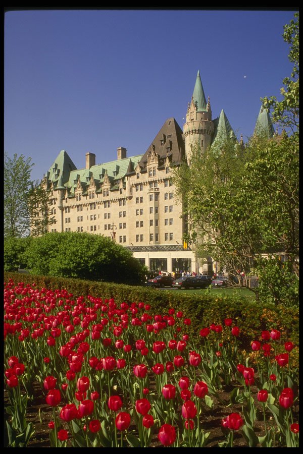 242002 Red Tulips And Chateau Laurier A4 Photo Print
