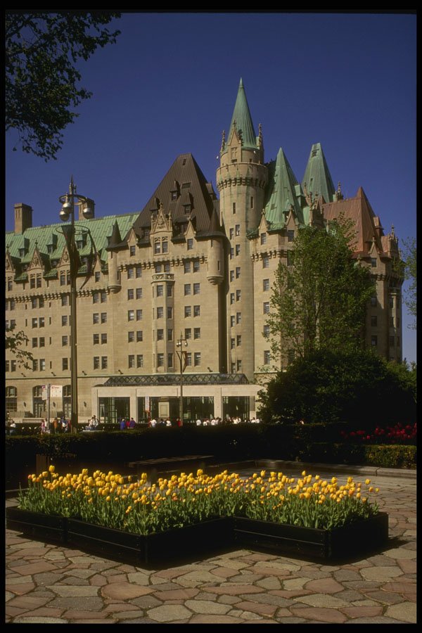 242003 Yellow Tulips And Chateau Laurier In Spring A4 Photo Print