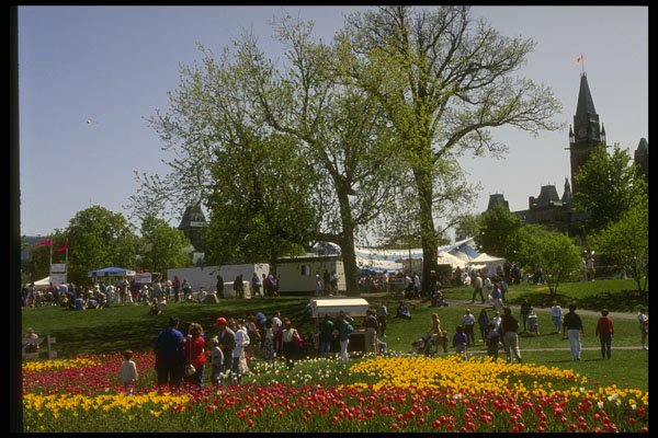 242010 Tulip Festival, Major Hill's Park A4 Photo Print