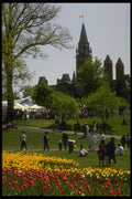 242089 Festival Of Spring, At Major Hill's Park A4 Photo Print