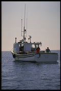 243007 Shark Fishing A4 Photo Print