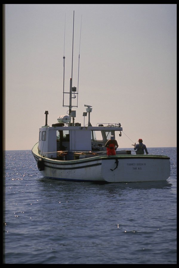 243007 Shark Fishing A4 Photo Print