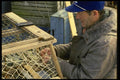 243014 Lobster Trap Maintenance A4 Photo Print