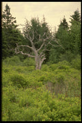243017 Lone Tree A4 Photo Print