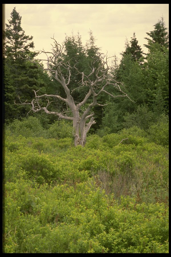 243017 Lone Tree A4 Photo Print
