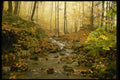 243019 Corberrie Forest A4 Photo Print