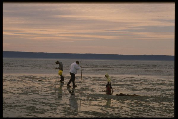 243022 Digging For Cockles, Pointe A Mageur A4 Photo Print