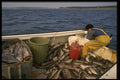 243032 Cod Fishing A4 Photo Print