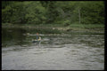 243045 Fly Fishing, Tusket River A4 Photo Print