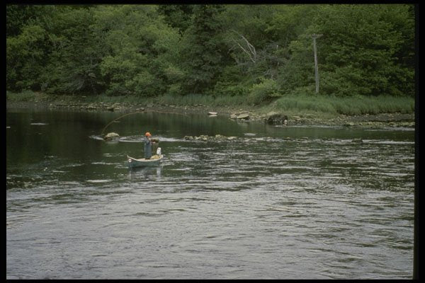 243045 Fly Fishing, Tusket River A4 Photo Print