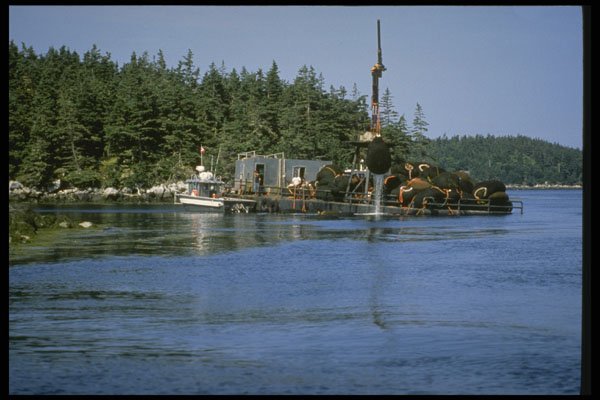 243047 Cultivation Of Rockweed A4 Photo Print